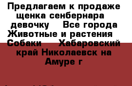 Предлагаем к продаже щенка сенбернара - девочку. - Все города Животные и растения » Собаки   . Хабаровский край,Николаевск-на-Амуре г.